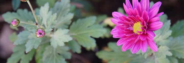 Chrysanthème 'Marion'