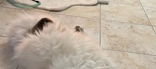 Carpette 
