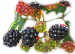   Ces " abords" si jolis ...