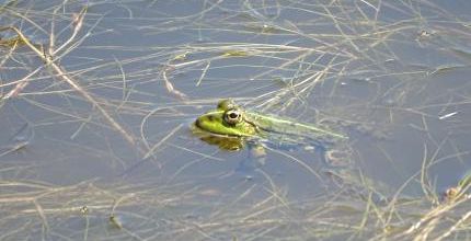 Grenouille verte