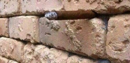 Oiseau ou hamster ?