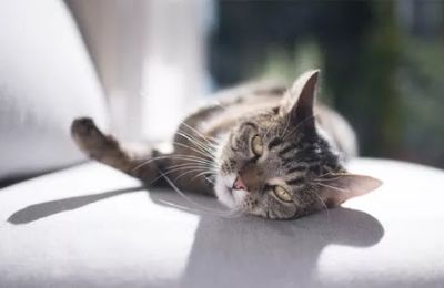 Nos chats sont bien des femmards