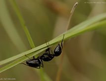 La petite bête qui monte et qui descend