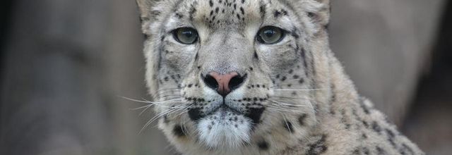 Ménagerie du jardin des Plantes : Karu