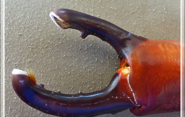 Pince de Crabe splendide, Splendid red spooner crab (Etisus splendidus) - Lagon de la Pension Kuriri - Maupiti - Polynésie française