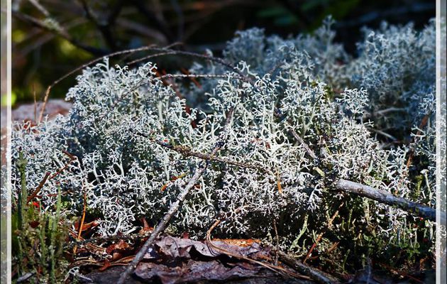 Cladonie des rennes, Lichen des rennes ou des caribous, Grey-green reindeer lichen (Cladonia rangiferina) - Lac Castor - Saint-Paulin - Mauricie - Québec - Canada