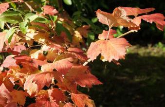 Les 5 sens, ballade d'automne
