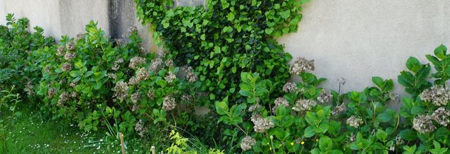 La taille des hortensias