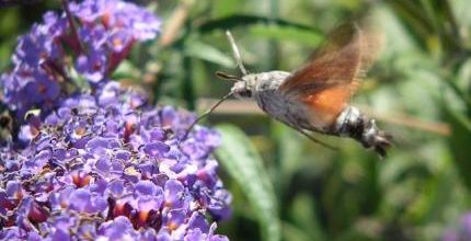 bombyx