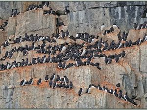 Guillemots de Brünnich dans les falaises d'Alkefjellet - Spitzberg - Svalbard - Norvège