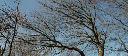 arbre
