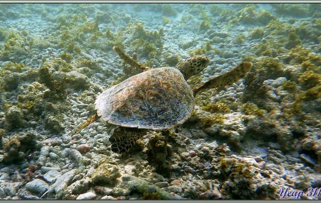 Tortue imbriquée ou à écailles ou caret (Eretmochelys imbricata) - Praslin - Seychelles