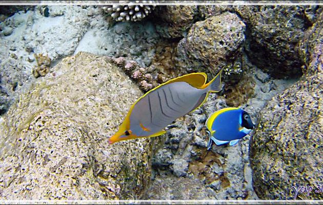 Poisson-papillon à tête jaune, Yellowhead butterflyfish (Chaetodon xanthocephalus) et Chirurgien à poitrine blanche (Acanthurus leucosternon) - Snorkeling à Thudufushi - Atoll d'Ari - Maldives