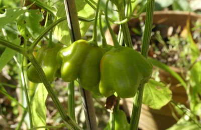 Automne  : Piment à la forme originale