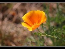 Pavots de Californie (Eschscholzia californica Cham.)