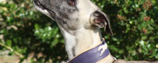 Le nouveaau jouet de Cordo!!