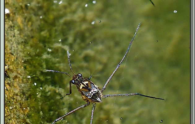 Jeunes gerris (punaises aquatiques faussement appelées araignées d'eau) et alevins de deux jours - Lartigau - Milhas - 31