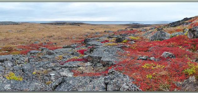 Panoramas sur Coronation Gulf (Golfe du Couronnement) vu depuis les falaises d'Edinburgh Island - Nunavut - Canada
