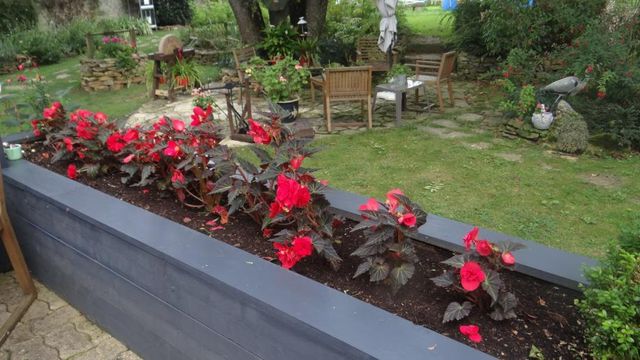Tous mes Bégonias au Jardin
