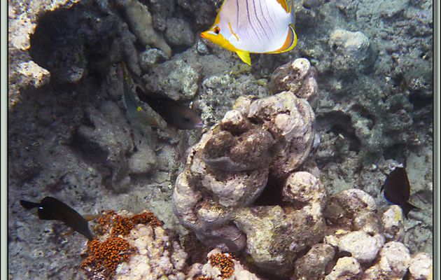 Images des îles Maurice et Rodrigues transférées depuis mon ancien blog