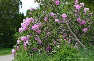 Rambouillet : Photos Nature : Rhododendron à grandes fleurs
