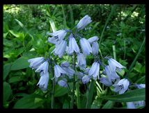 Campanules