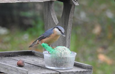 EB - Les oiseaux de mon jardin : les sitelles torchepot...