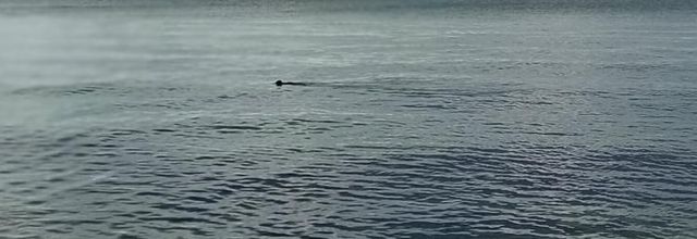  oiseaux marins  les cormorans 
