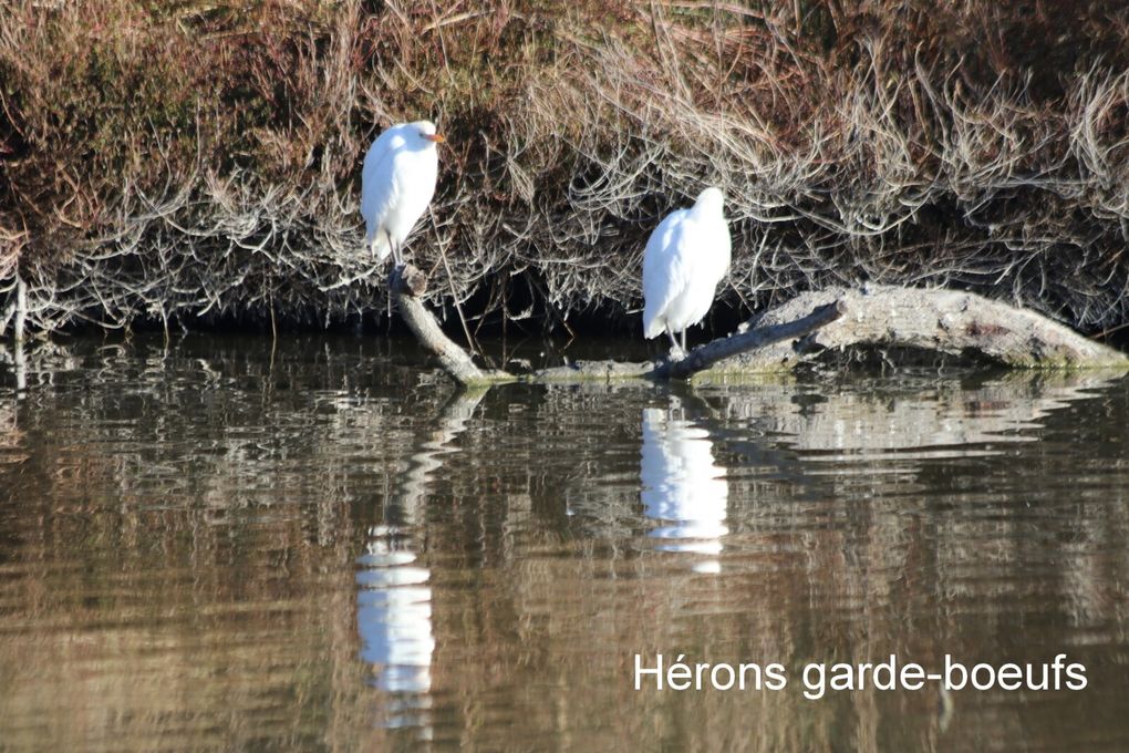 cherchez l'intrus :-)