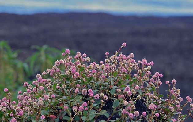 Renouée rose, Zerbe corail (Persicaria capitata) - Champ de lave du Piton de la Fournaise - Saint-Philippe - Île de la Réunion