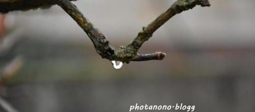 goutte