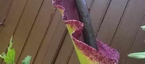 Arum dracunculus