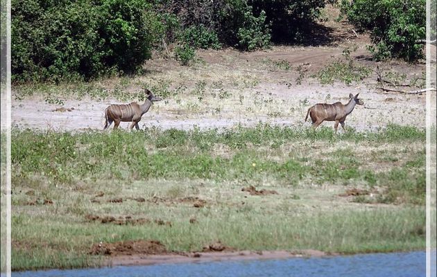 Grand koudou, Greater kudu (Tragelaphus strepsiceros) - Safari nautique - Parc National de Chobe - Botswana