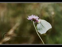 Citron (Gonepteryx rhamni) - Pieridae