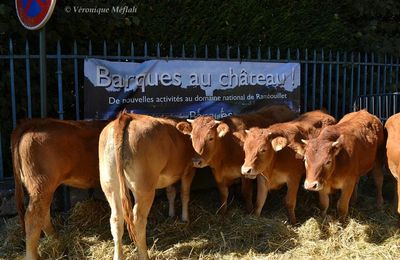 Rambouillet : Fête de la Saint Lubin : Veaux, vaches et ânes !
