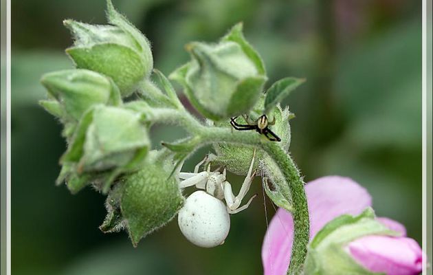 Madame et Messieurs Araignées crabes Thomise variable (Misumena vatia) - Lartigau - Milhas - 31
