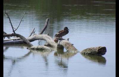 Canard colvert femelle - site naturel protégé du Méjean - Lattes