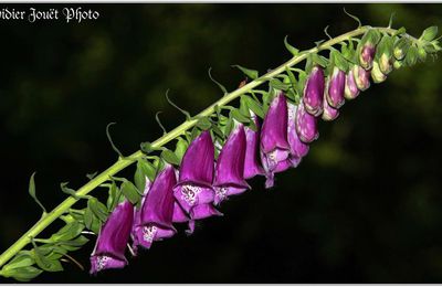 Digitale Pourpre (3) - Digitalis purpurea