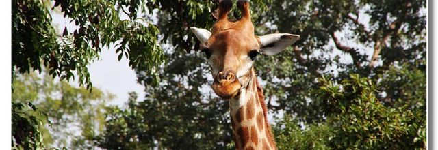 SENEGAL  LA  LIBERTEE  DES  ANIMAUX  N02