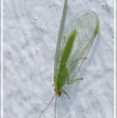 Chrysope verte, Demoiselle aux yeux d'or (Chrysoperla carnea) - La Couarde-sur-Mer - Ile de Ré - 17