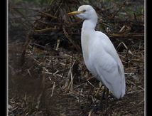 Hérons garde-boeufs - Bubulcus ibis