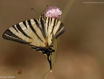 Le Flambé (Iphiclides podalirius) - Papilionidae
