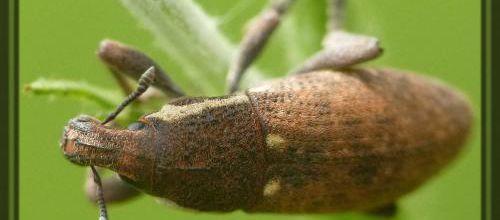 Pseudocleonus grammicus