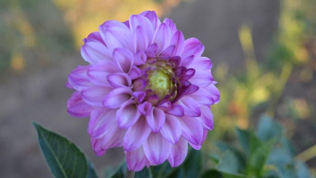 Les Dahlias "Les Stars du Japon" + le Bouquet de fin de Semaine
