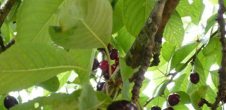 Cerises