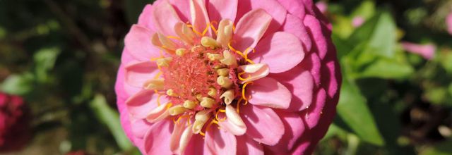 des fleurs pour vous !