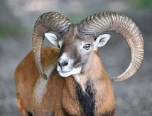 Chasse photographique "les mouflons"