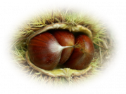 suite créas automne