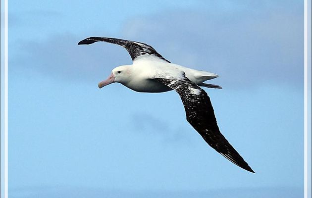 Observation d'oiseaux entre Tristan da Cunha et Le Cap : incertitude entre des Albatros hurleurs ou des Albatros de Tristan?