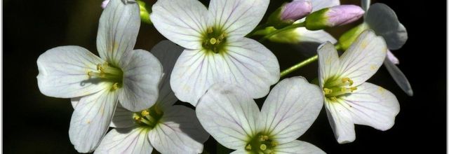 Cardamine des Prés (1) - Cresson des Prés / Cardamine pratensis